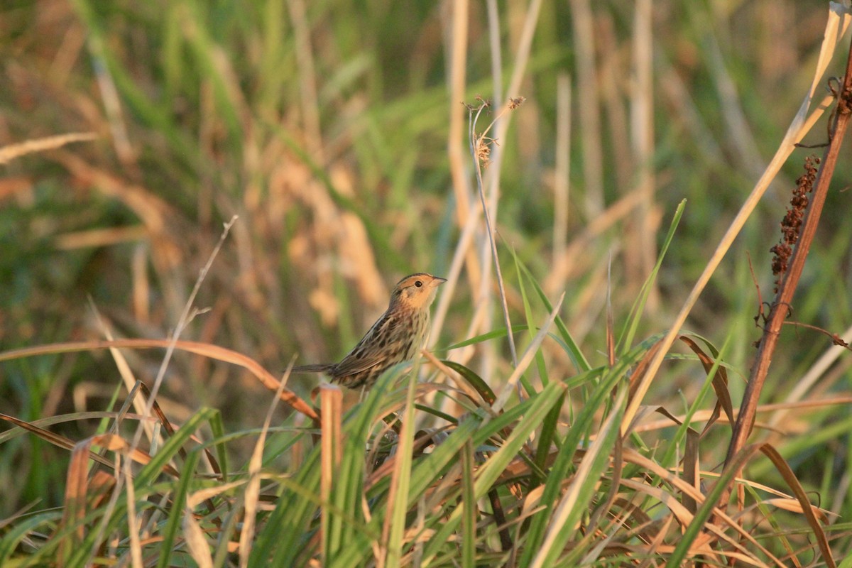 LeConte's Sparrow - ML643262458