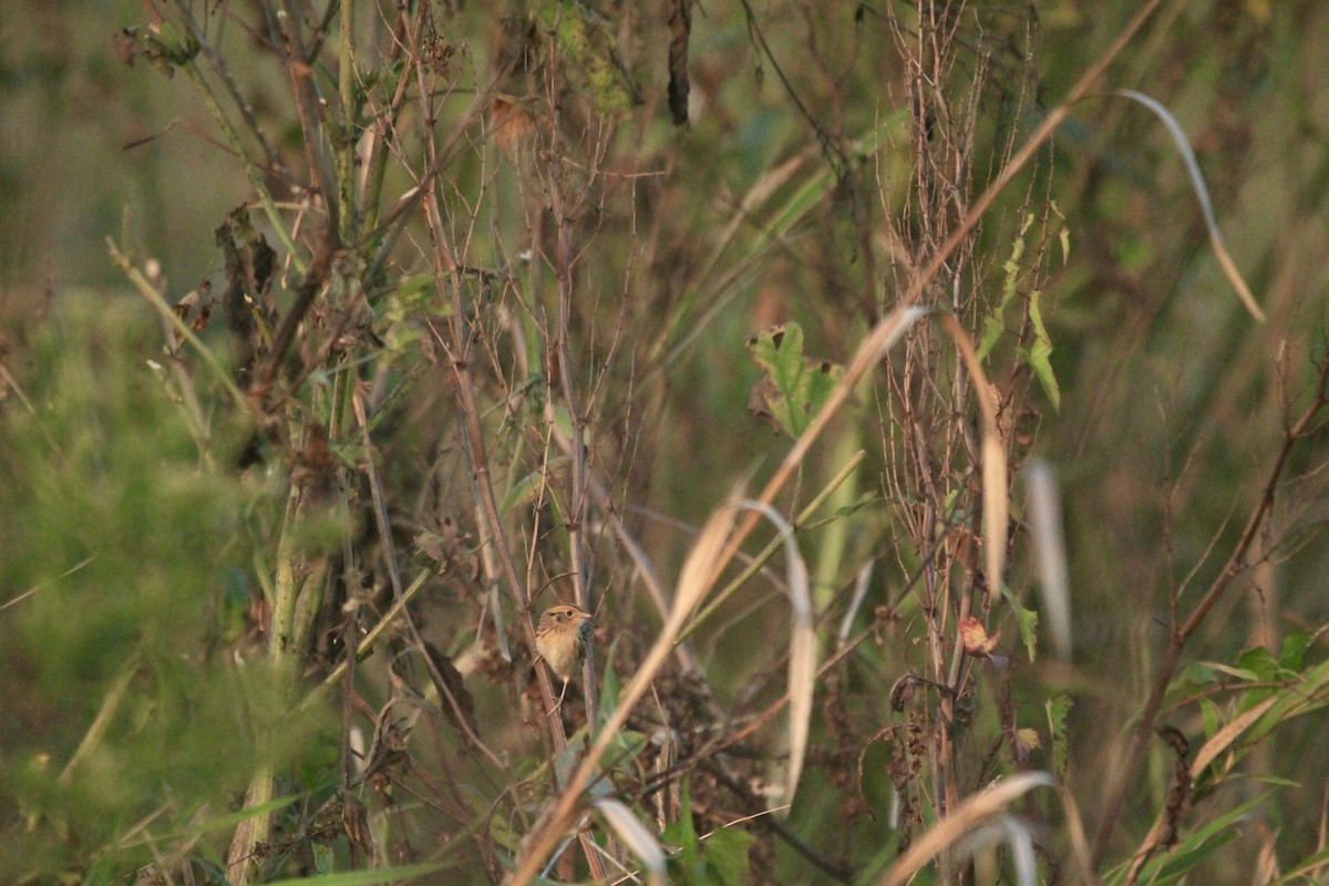 LeConte's Sparrow - ML643262459