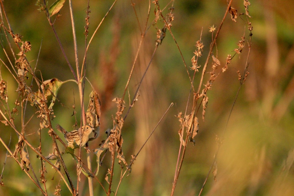 LeConte's Sparrow - ML643262460