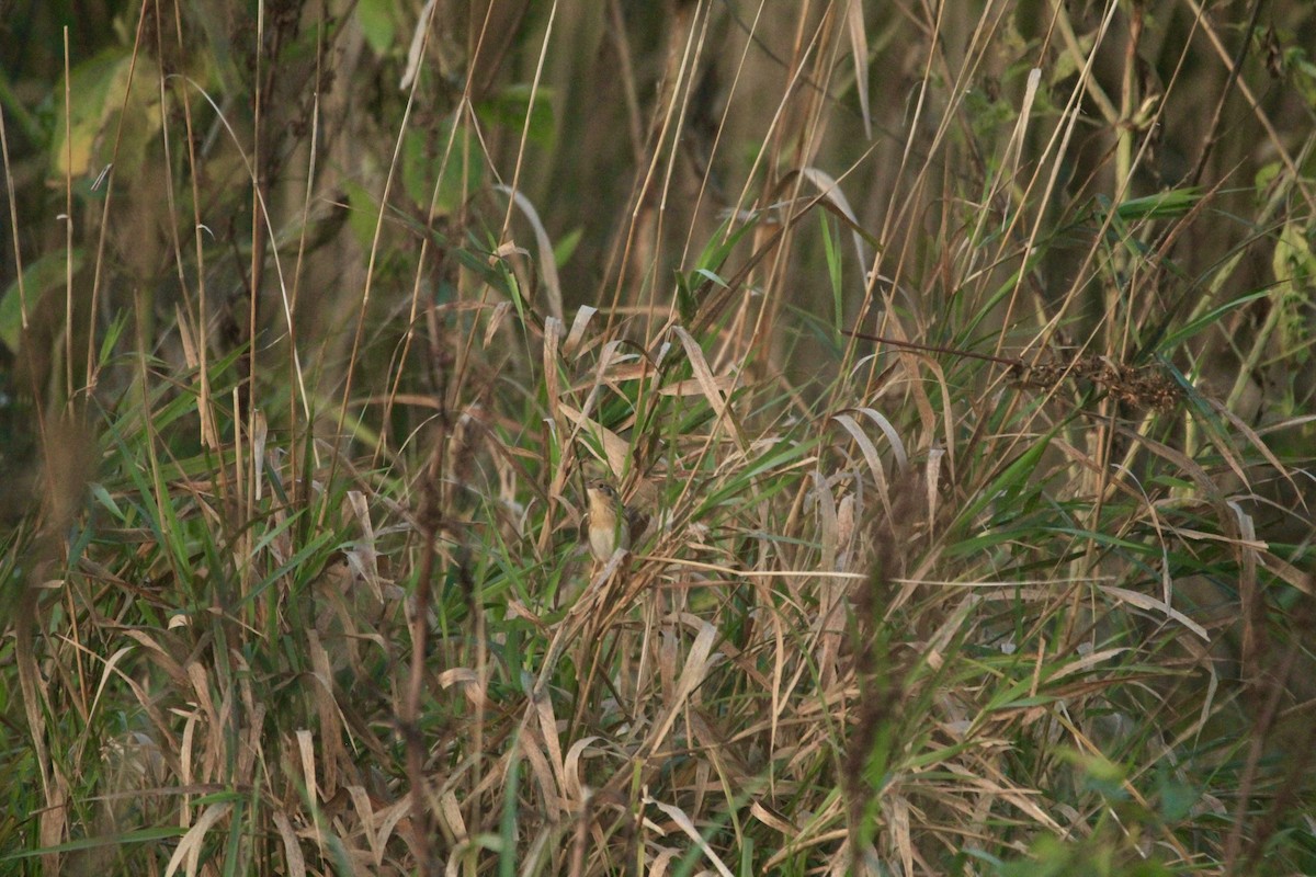 LeConte's Sparrow - ML643262461