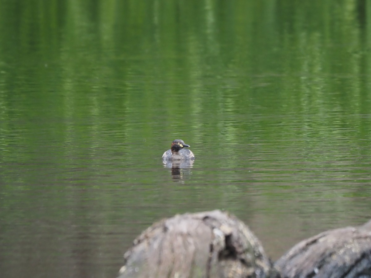 Australasian Grebe - ML643262494