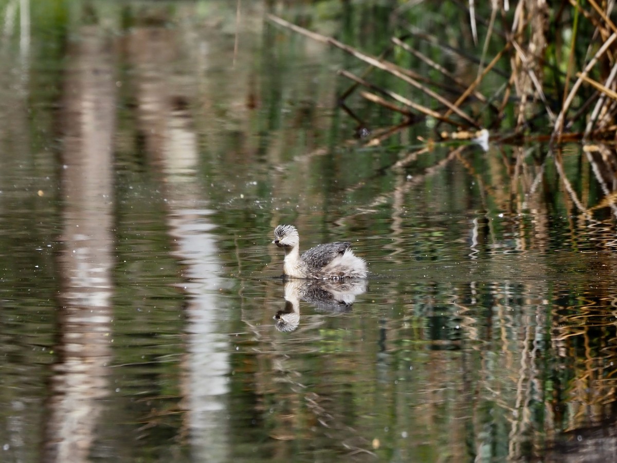 Hoary-headed Grebe - ML643262500
