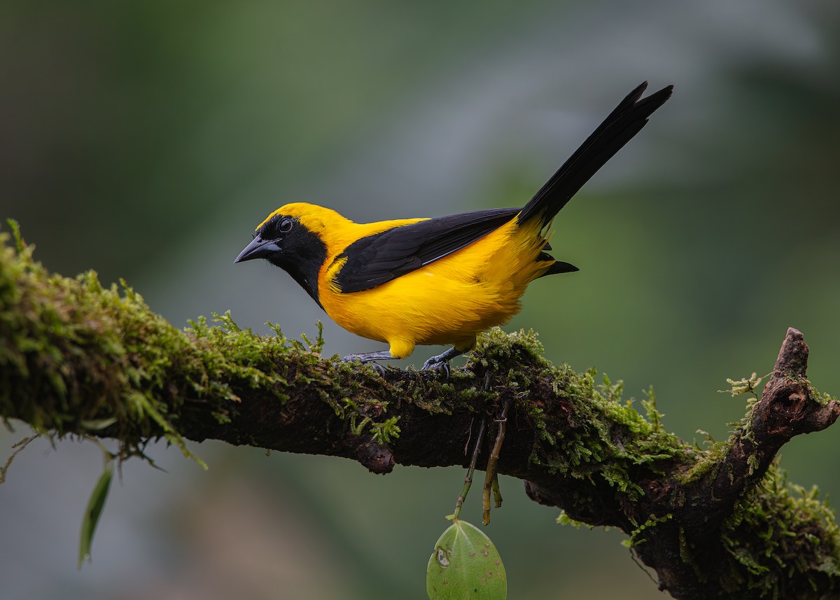 Yellow-backed Oriole - ML643262509
