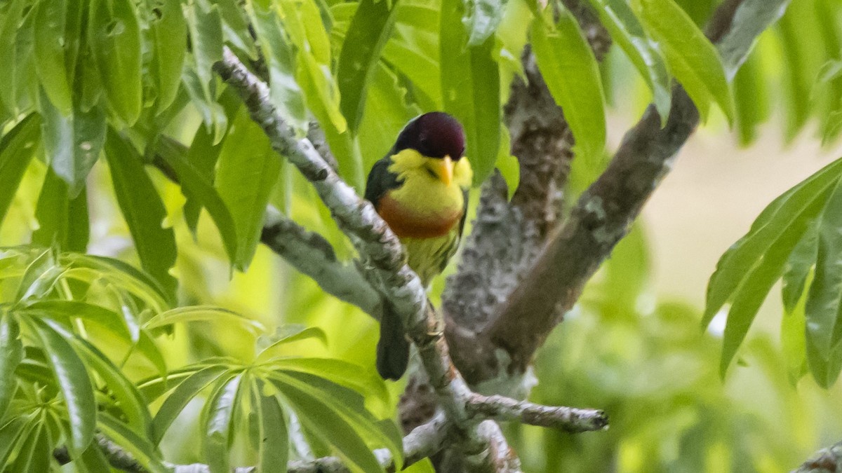 Lemon-throated Barbet - ML643262510