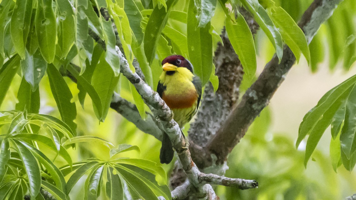 Lemon-throated Barbet - ML643262511