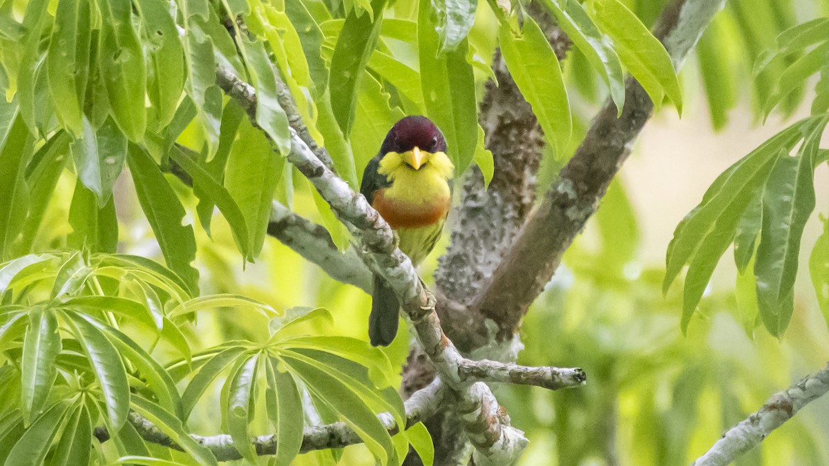 Lemon-throated Barbet - ML643262512