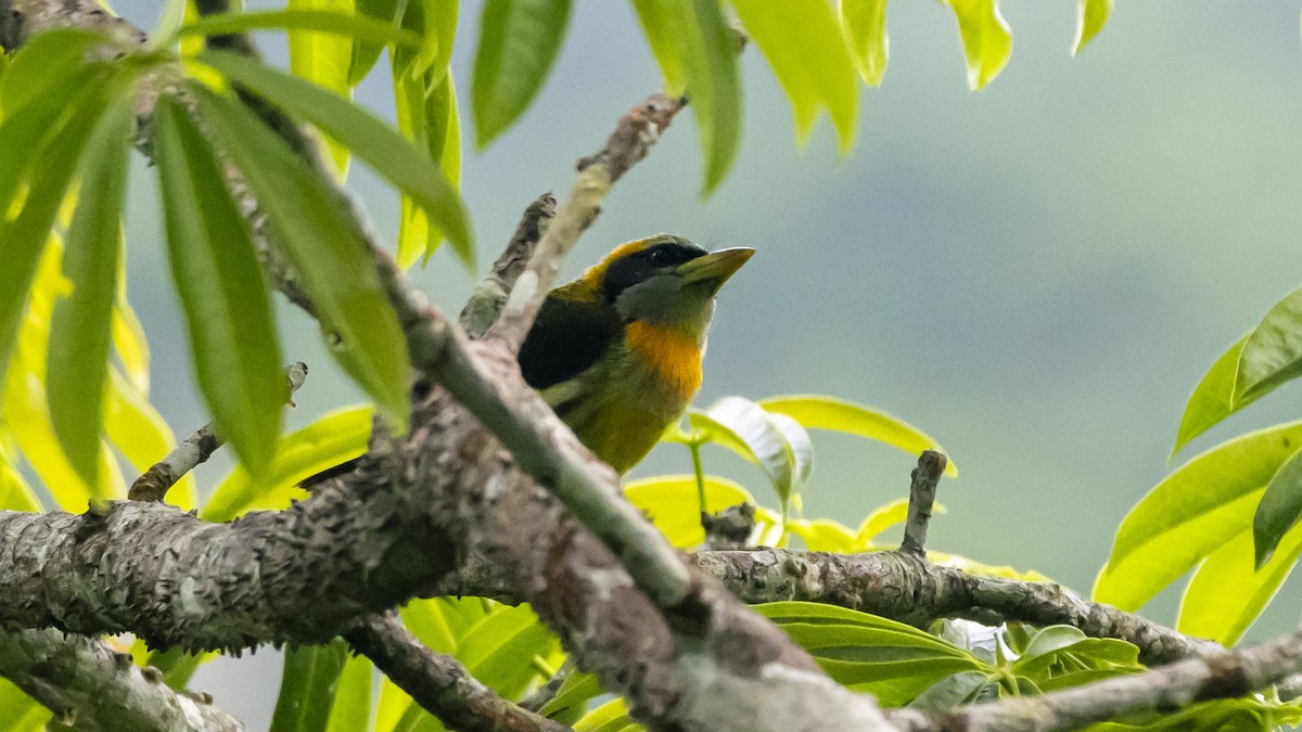 Lemon-throated Barbet - ML643262513