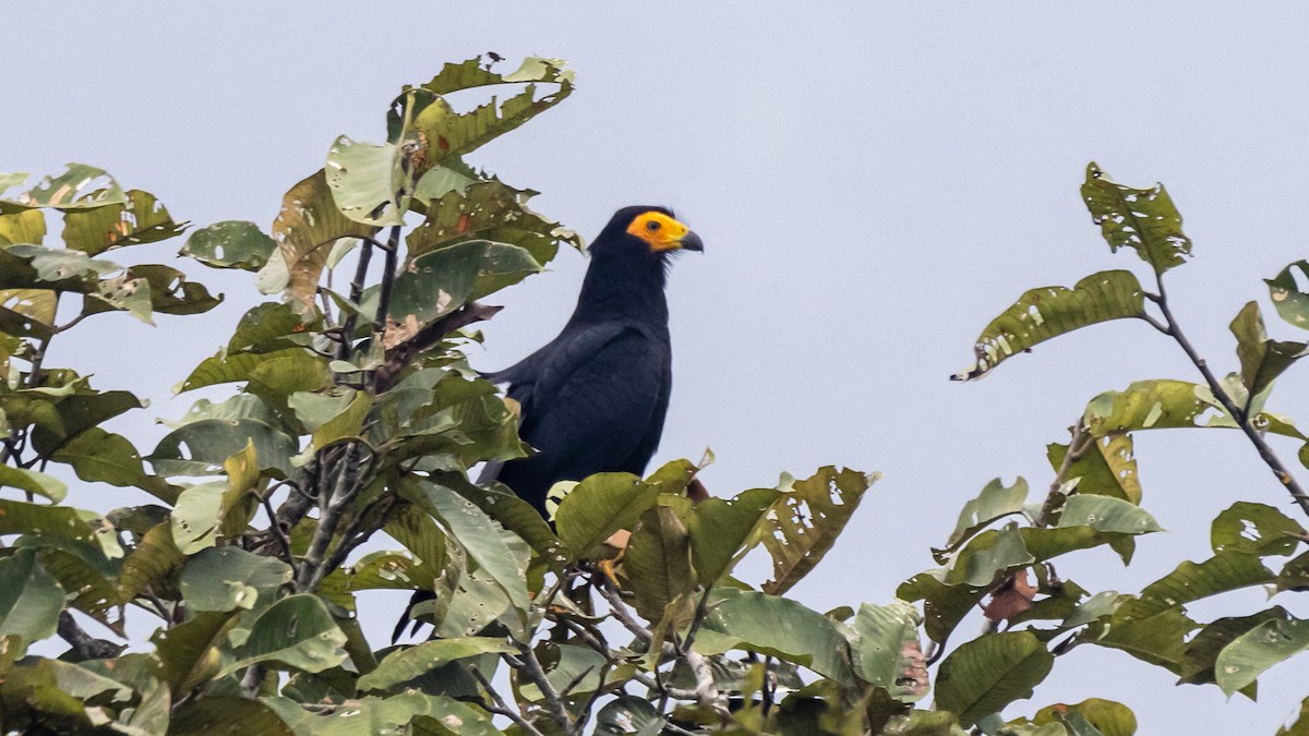 Black Caracara - ML643262515