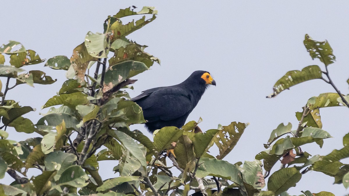 Black Caracara - ML643262516