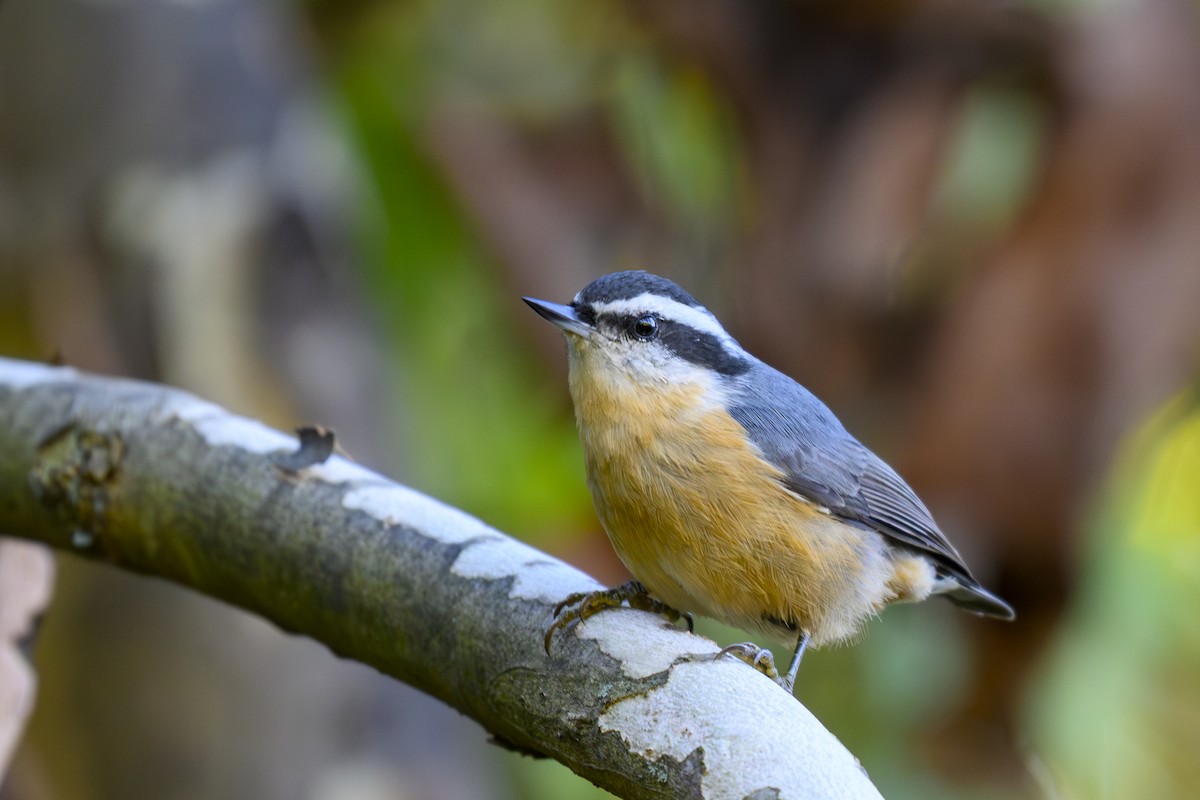 Red-breasted Nuthatch - ML643262534