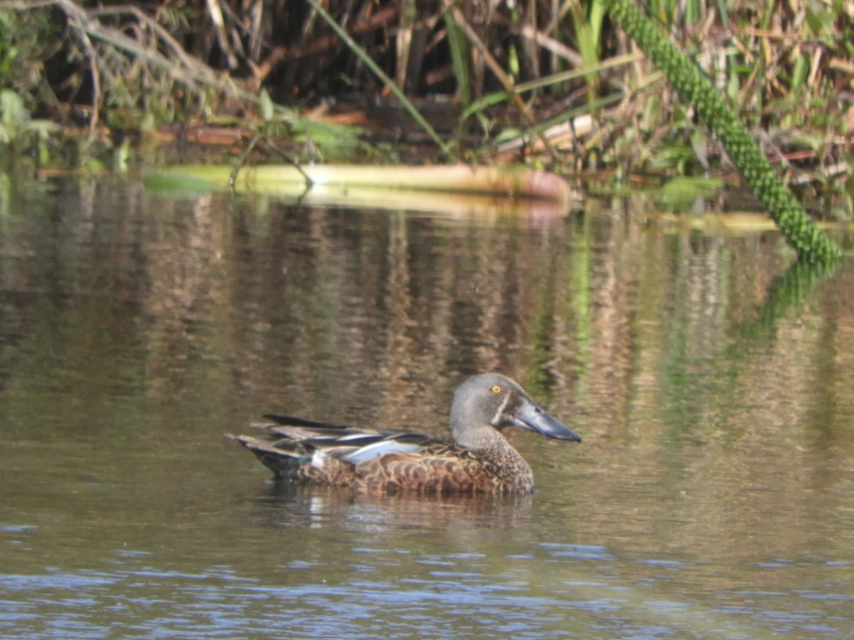 Australasian Shoveler - ML643262544