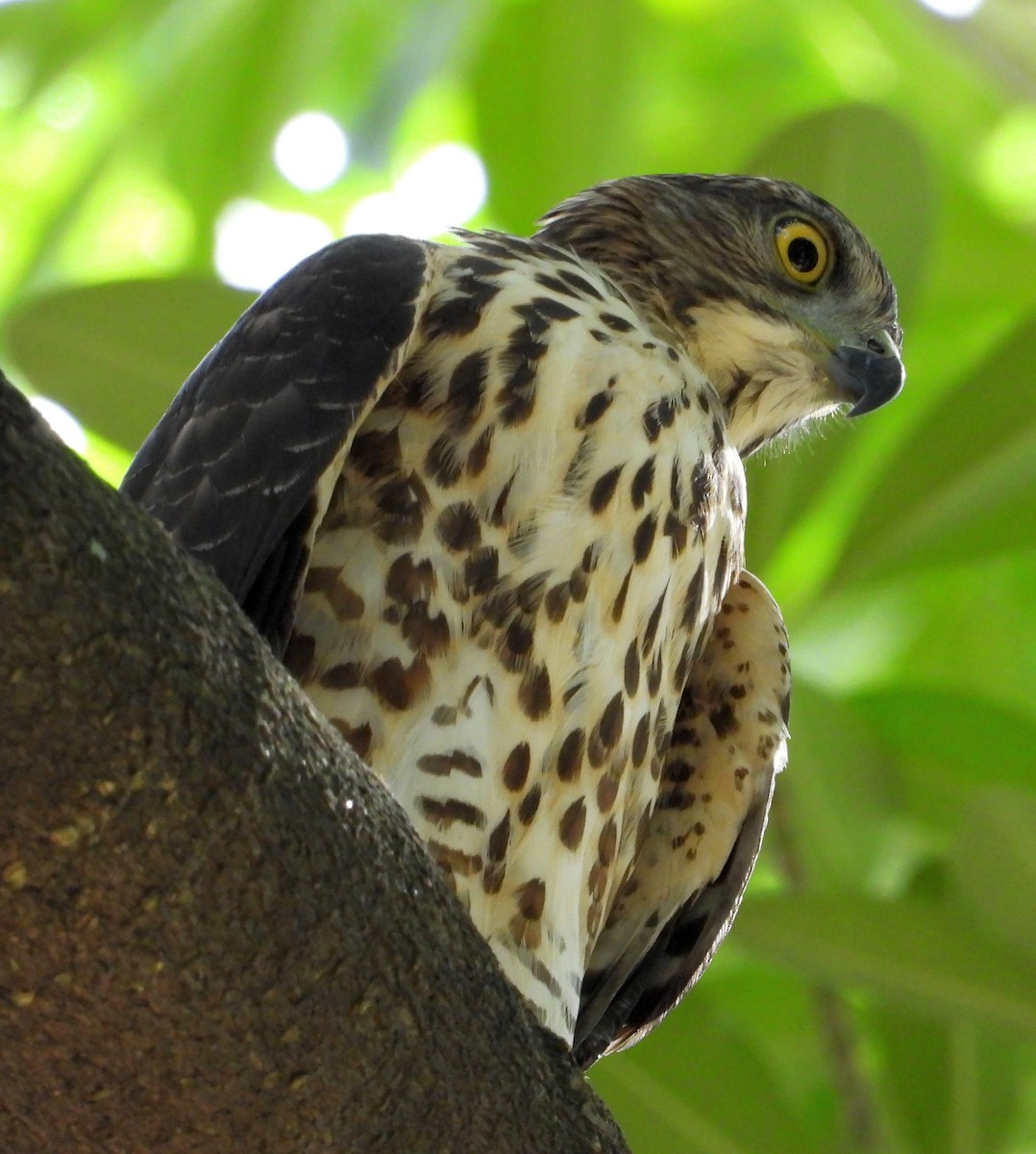 Crested Goshawk - ML643262547
