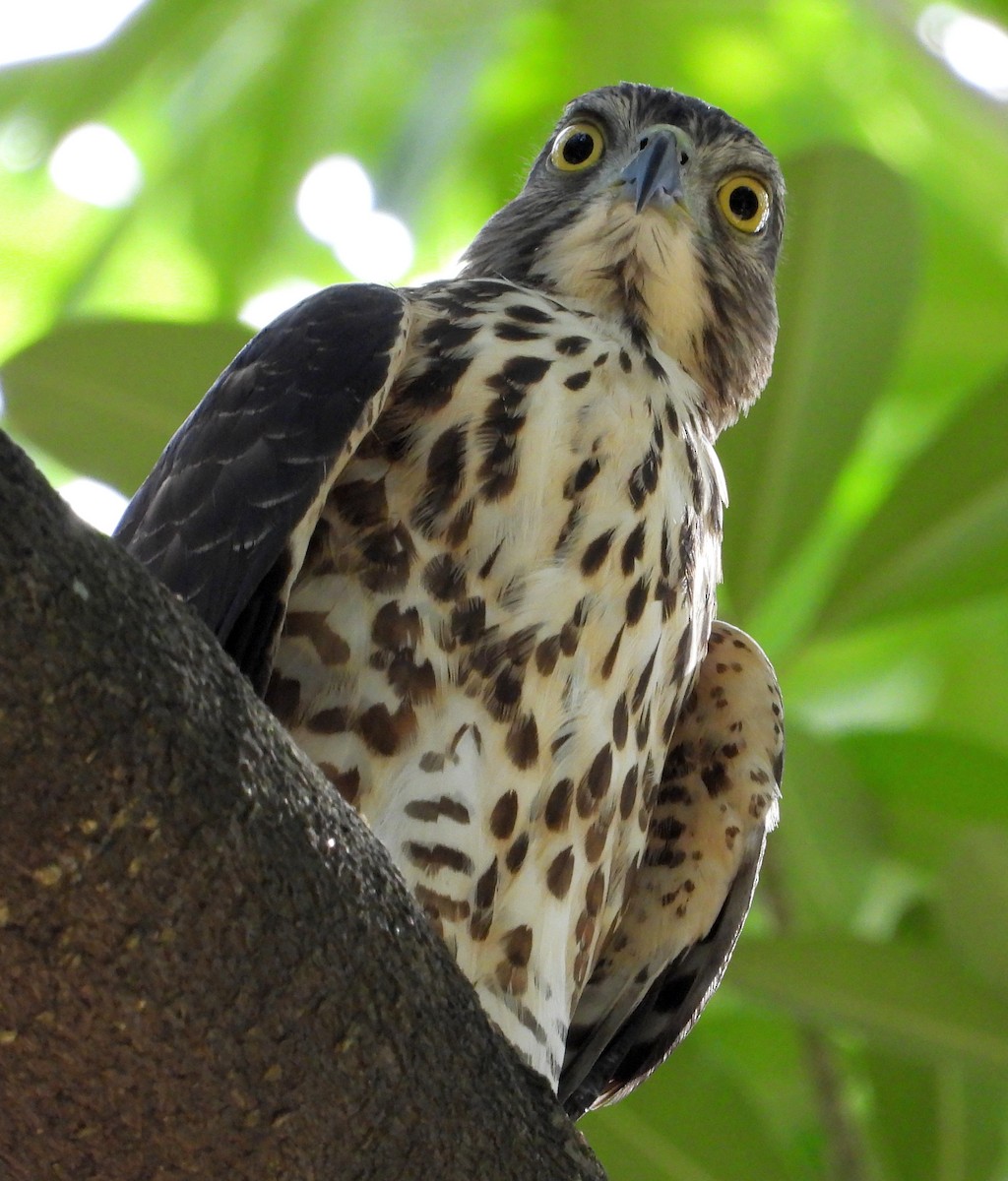 Crested Goshawk - ML643262548
