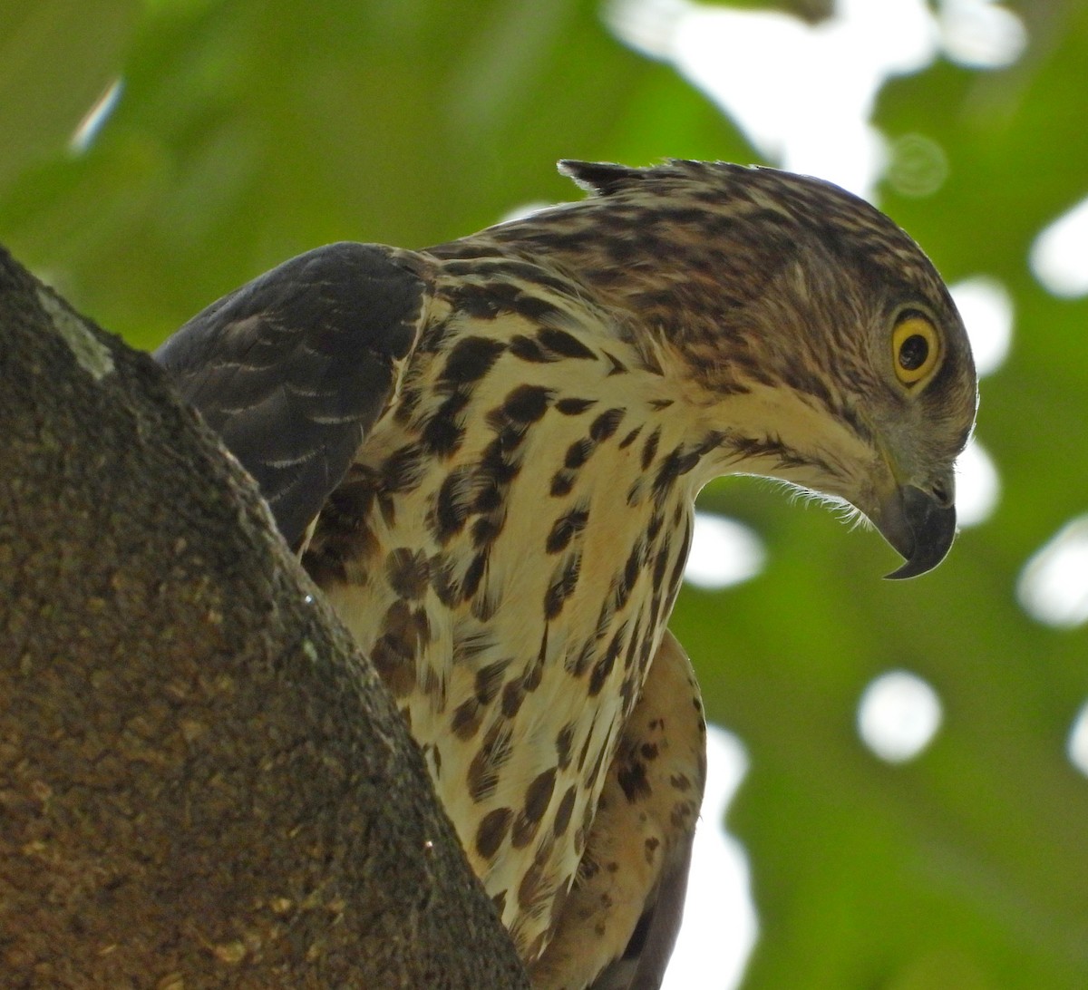 Crested Goshawk - ML643262549