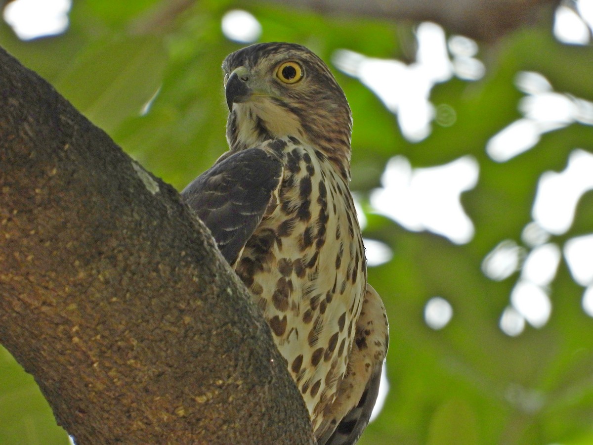 Crested Goshawk - ML643262550