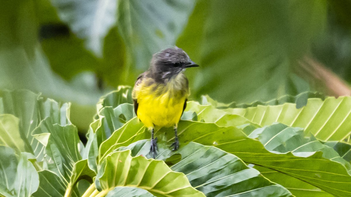 Dusky-chested Flycatcher - ML643262552