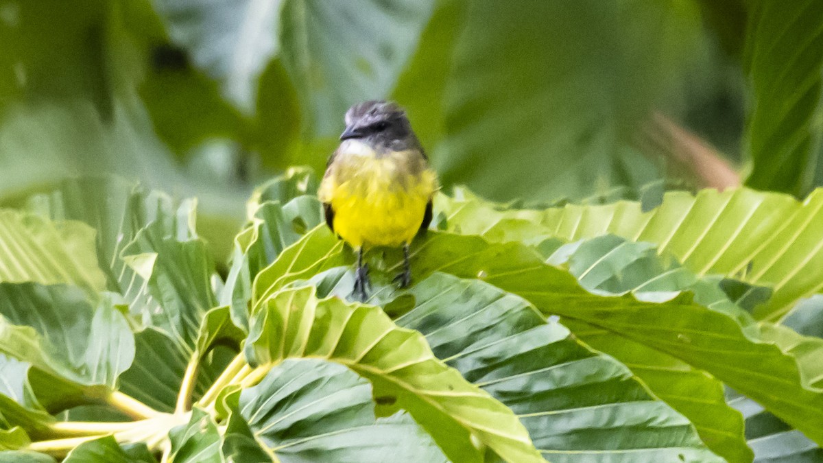 Dusky-chested Flycatcher - ML643262553