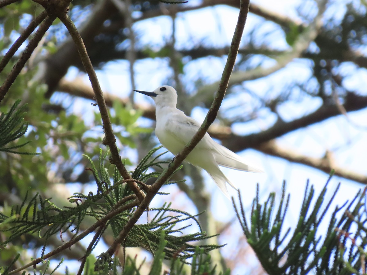 White Tern - ML643262563