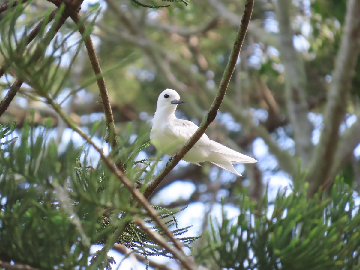 White Tern - ML643262564