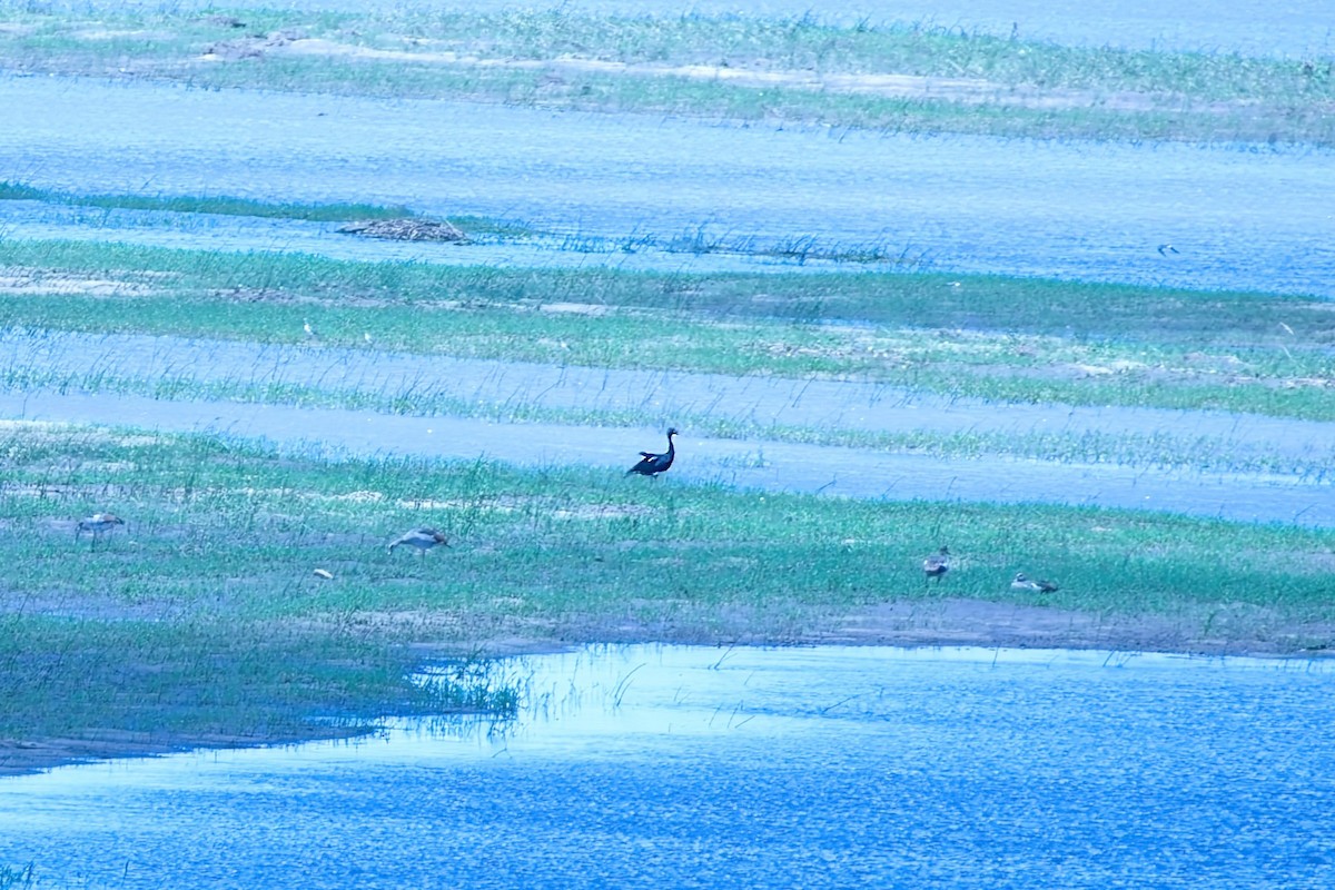Spur-winged Goose - ML643262568