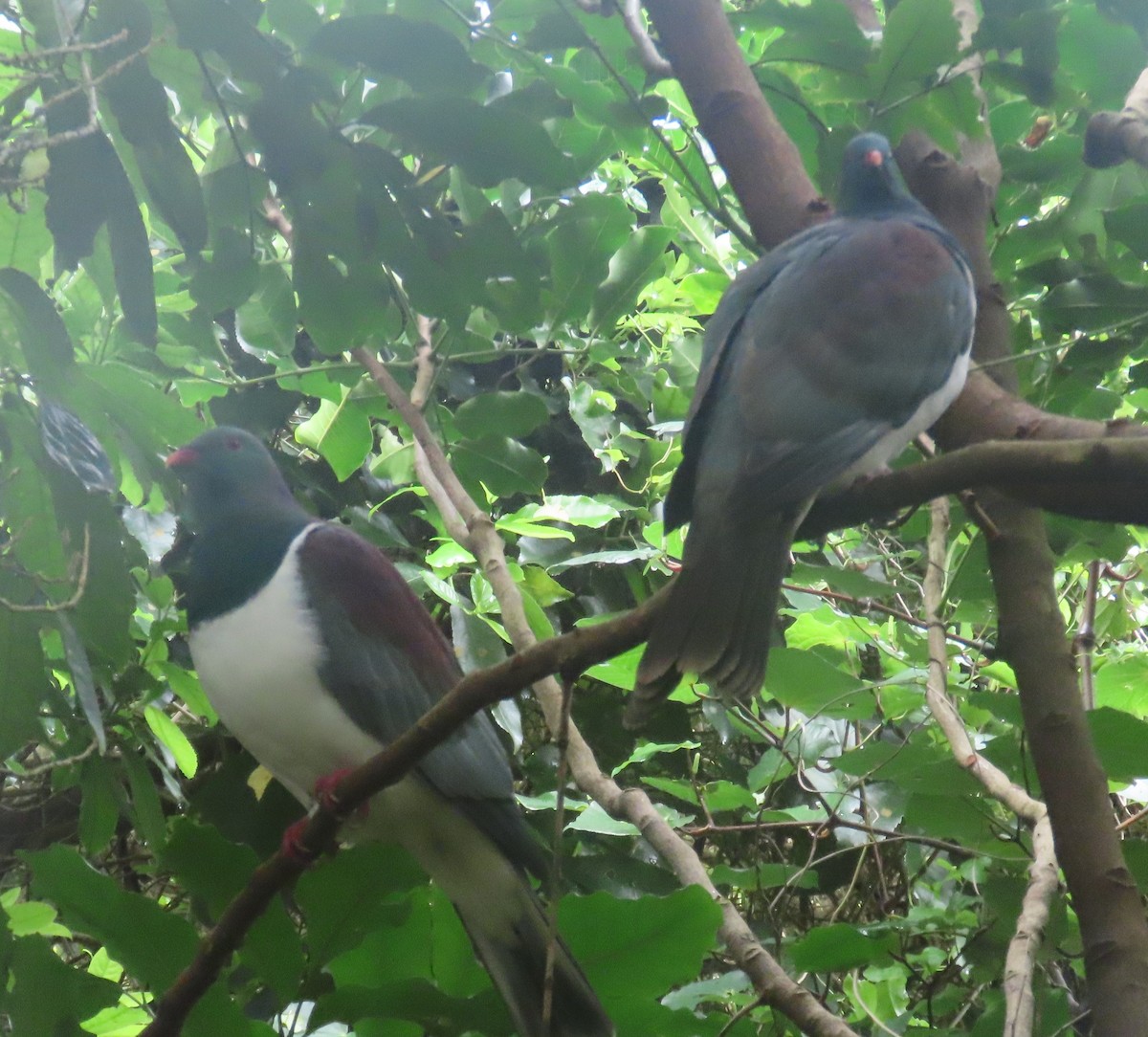 New Zealand Pigeon - ML643262571