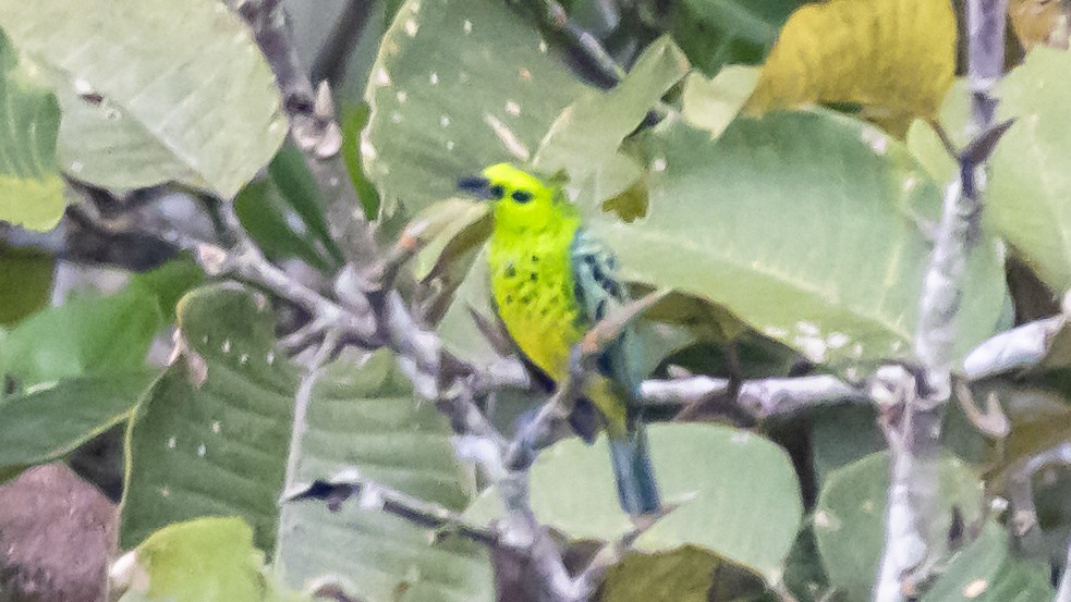 Yellow-bellied Tanager - ML643262575