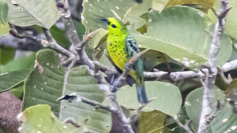 Yellow-bellied Tanager - ML643262576