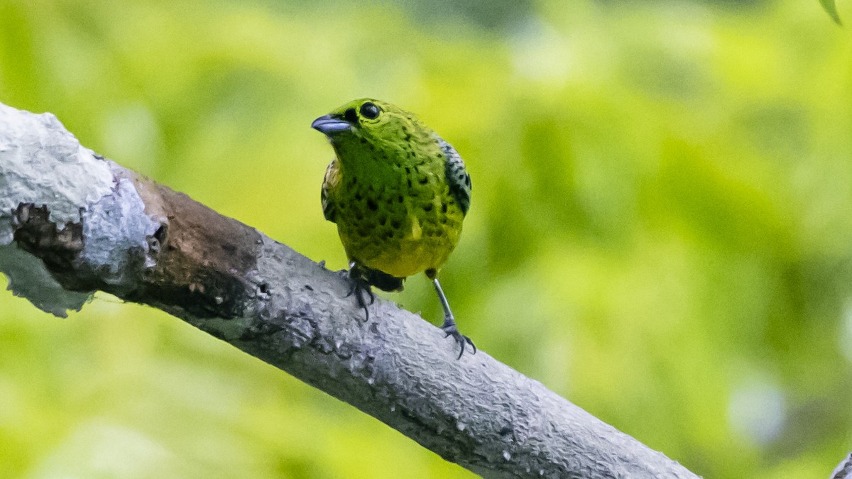 Yellow-bellied Tanager - ML643262577