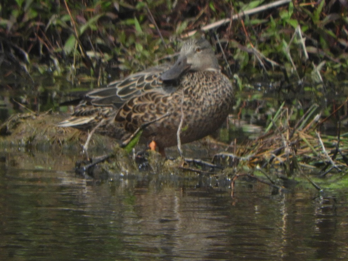 Australasian Shoveler - ML643262602