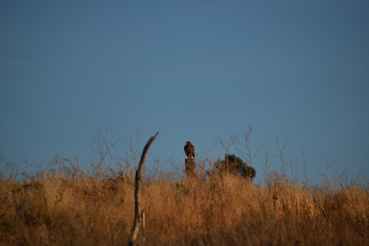 Northern Harrier - ML643262618