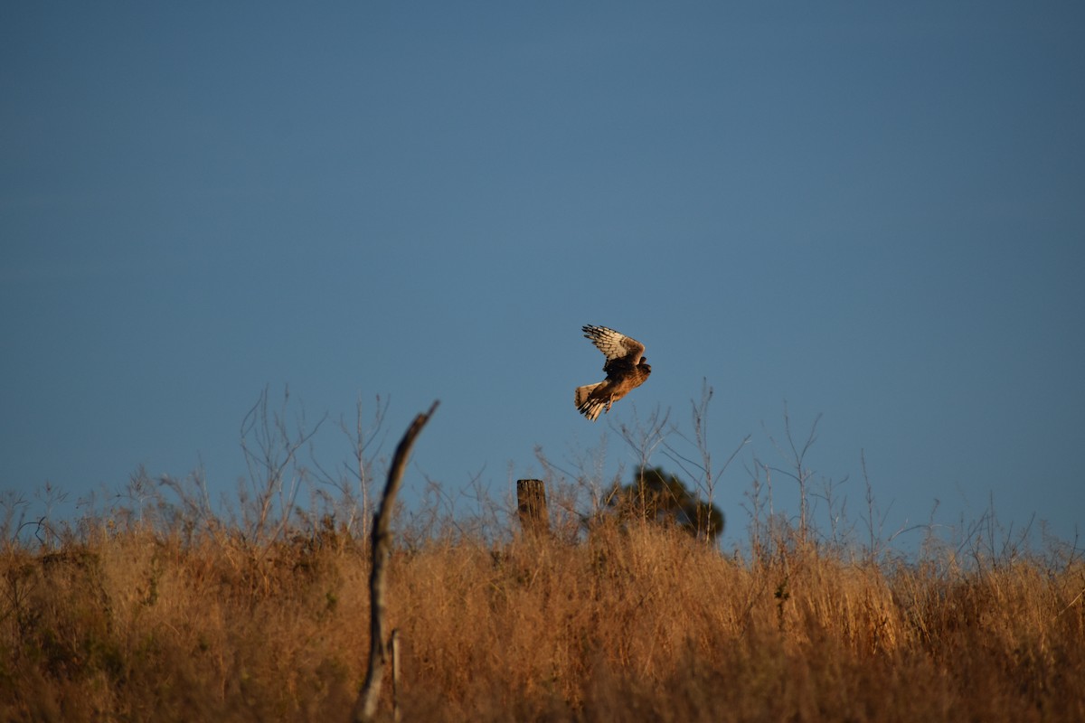 Northern Harrier - ML643262622