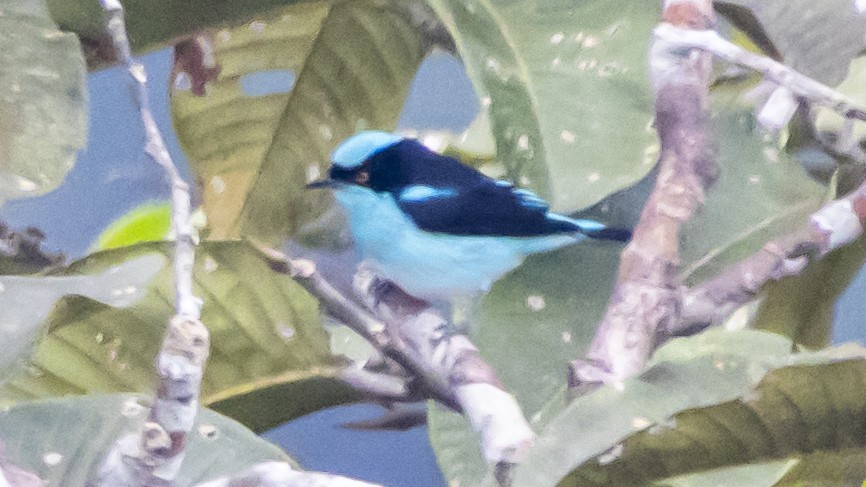 Black-faced Dacnis - ML643262625