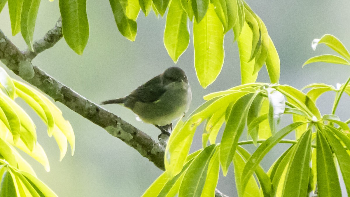 Black-faced Dacnis - ML643262628