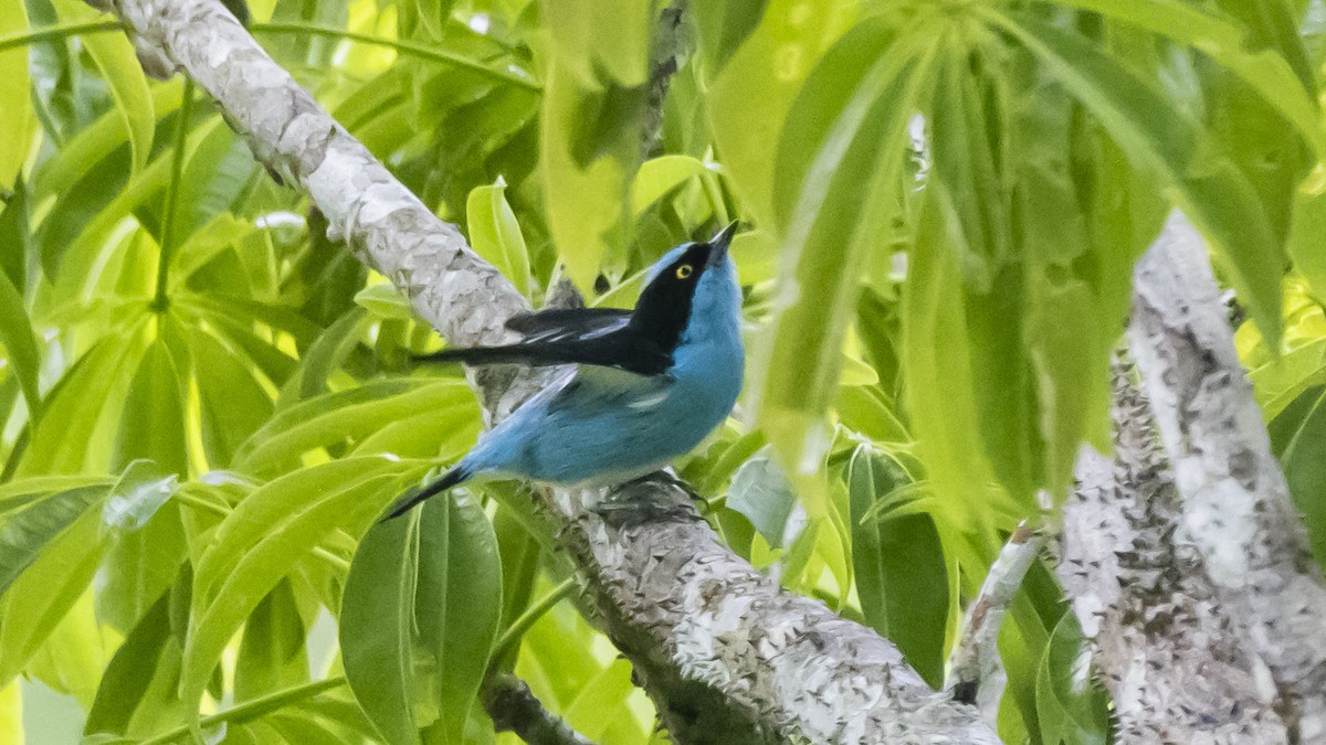 Black-faced Dacnis - ML643262629