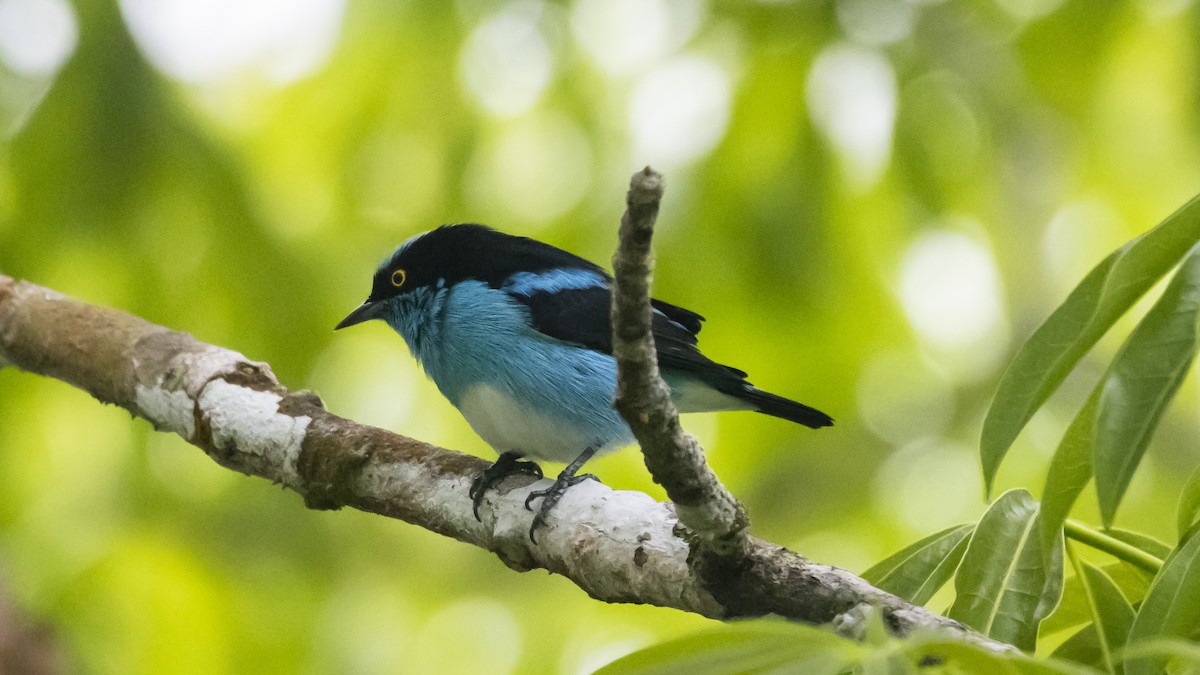 Black-faced Dacnis - ML643262631