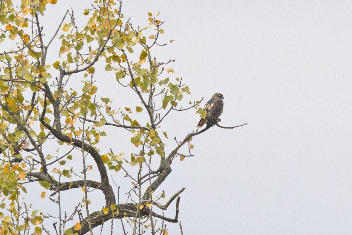 Red-tailed Hawk - ML643262634