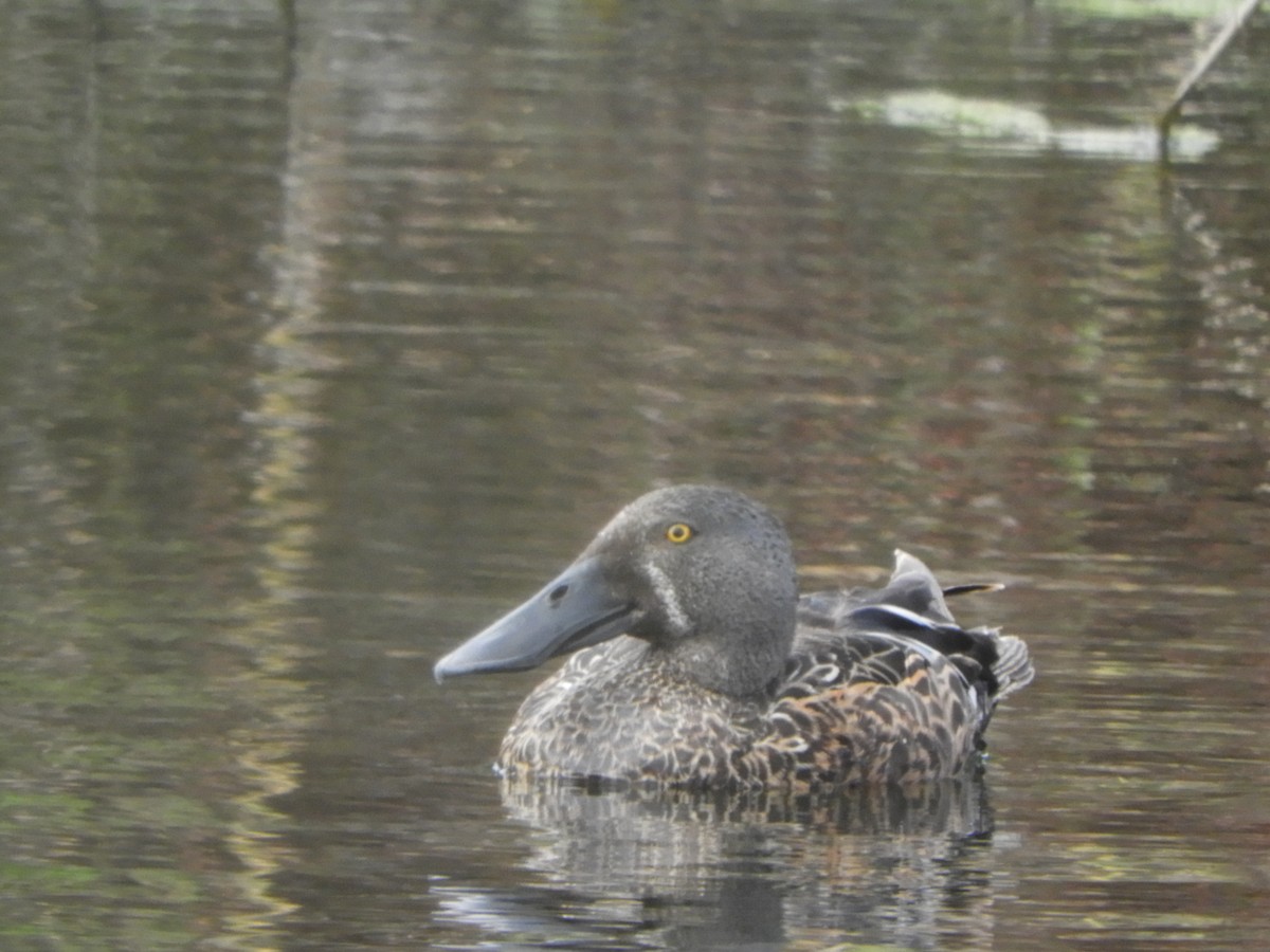 Australasian Shoveler - ML643262643