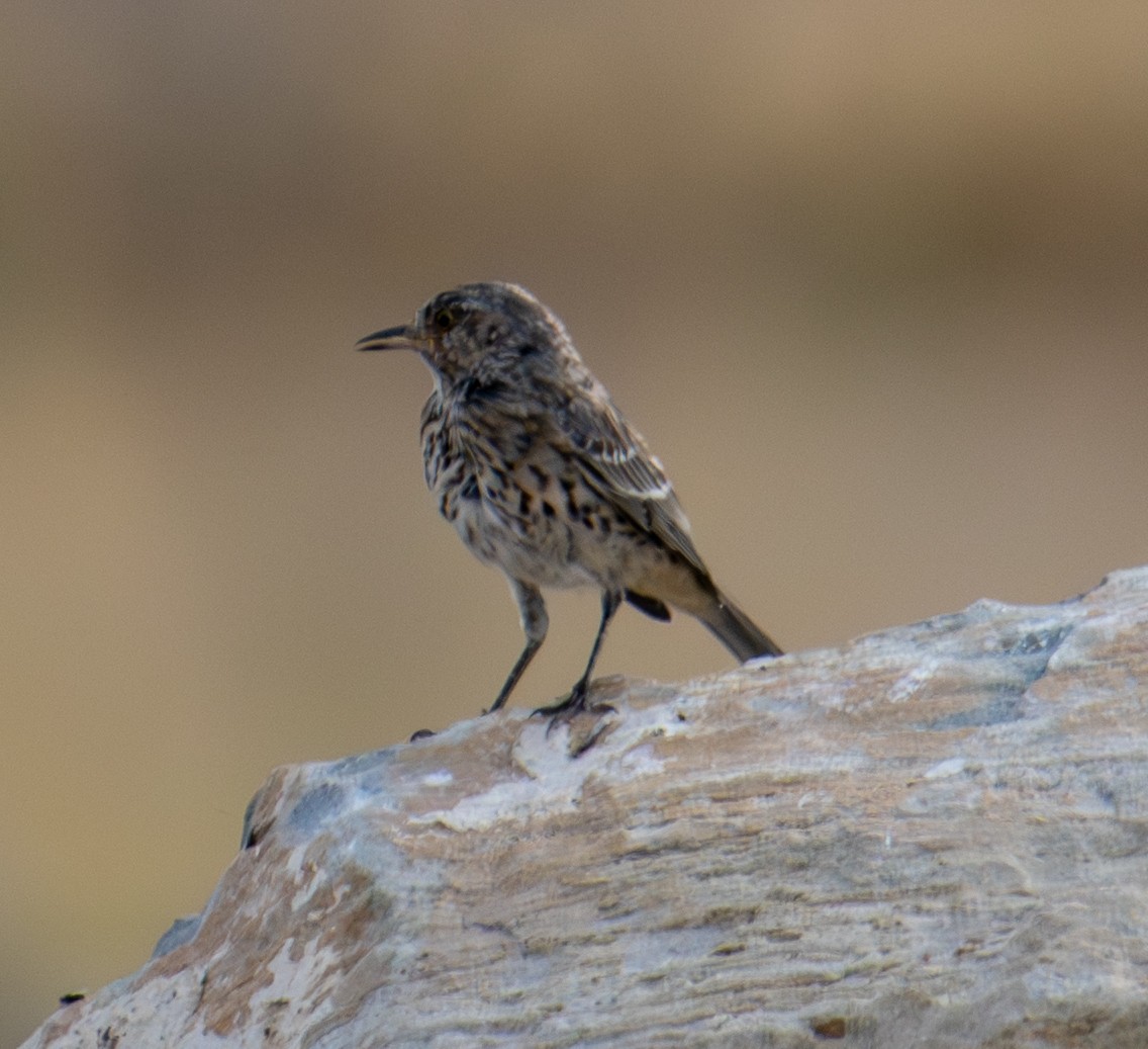 Sage Thrasher - ML643262644