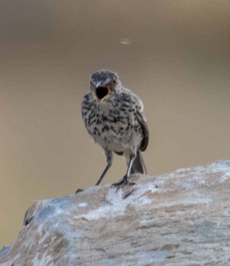 Sage Thrasher - ML643262645