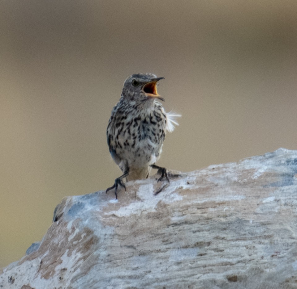 Sage Thrasher - ML643262646