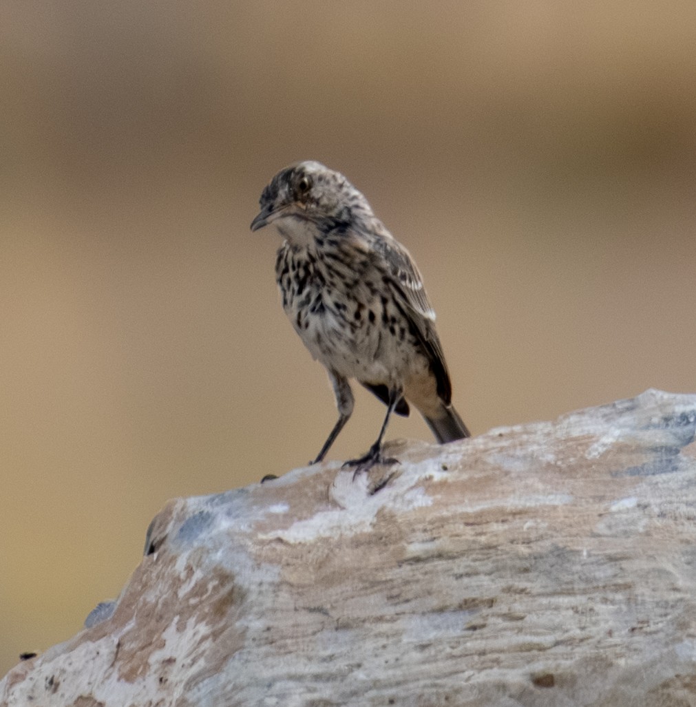 Sage Thrasher - ML643262647