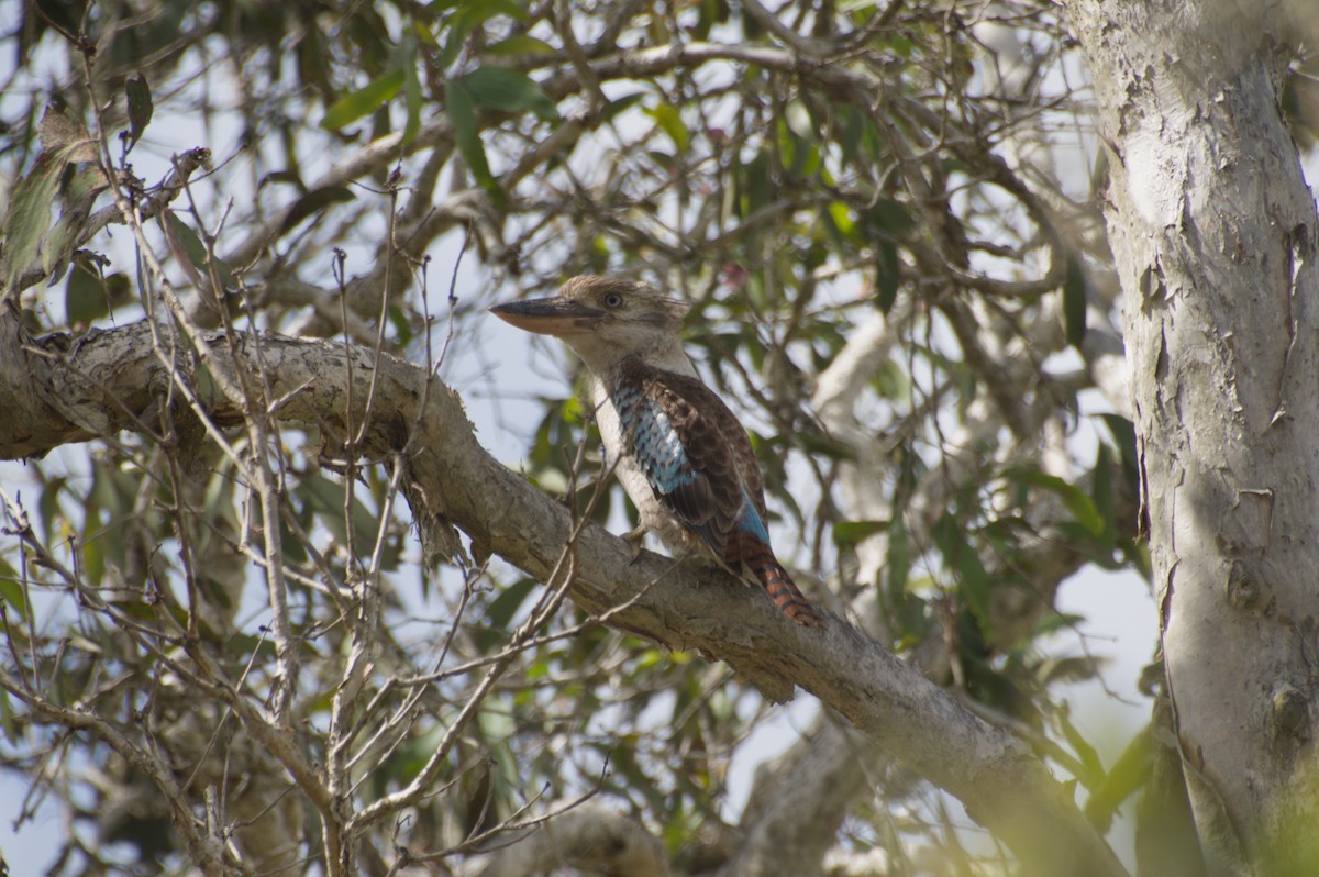 Blue-winged Kookaburra - ML643262655