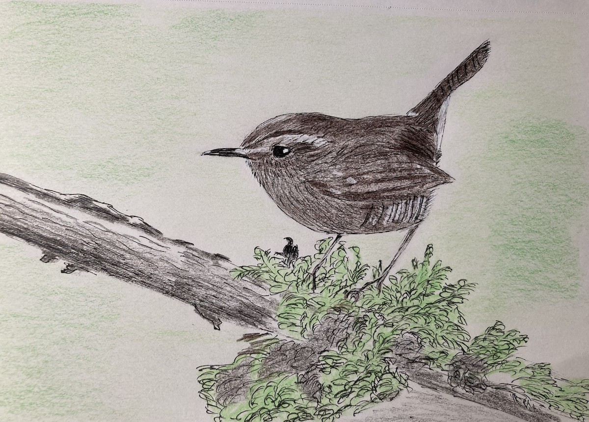 Pacific Wren - ML643262671