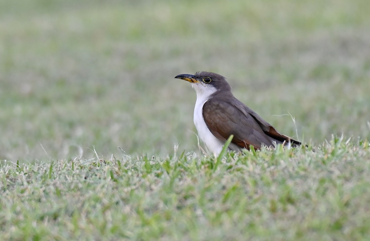 Yellow-billed Cuckoo - ML643262693