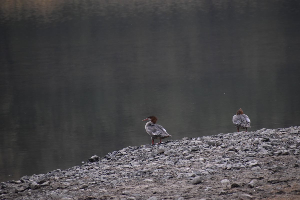 Common Merganser - ML643262694