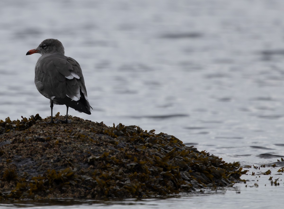 Heermann's Gull - ML643262699