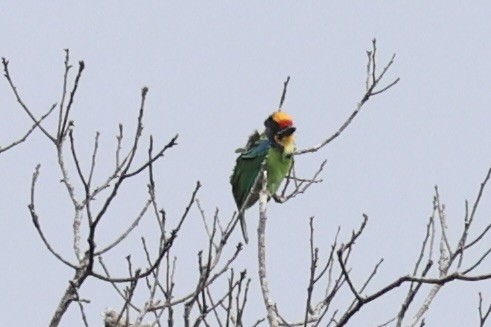 Necklaced Barbet - ML643262706
