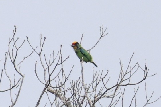 Necklaced Barbet - ML643262707