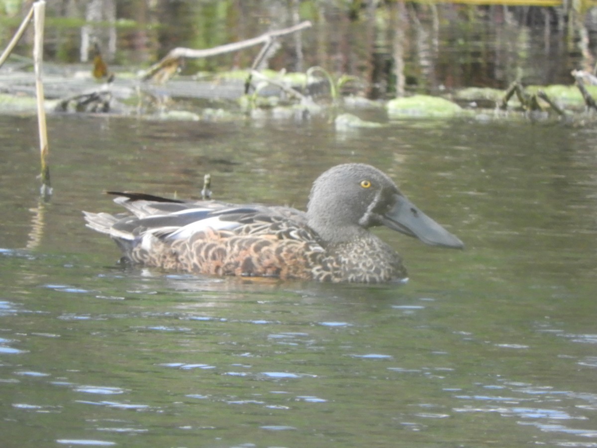 Australasian Shoveler - ML643262718