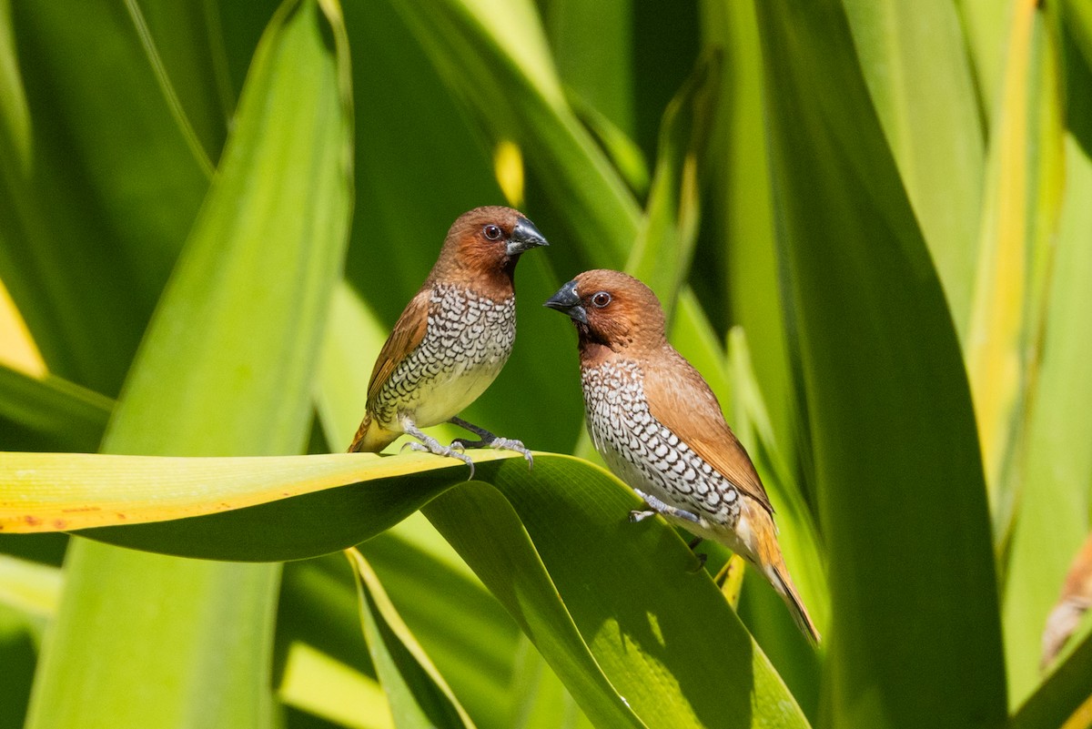 Munia pettosquamato - ML643262730